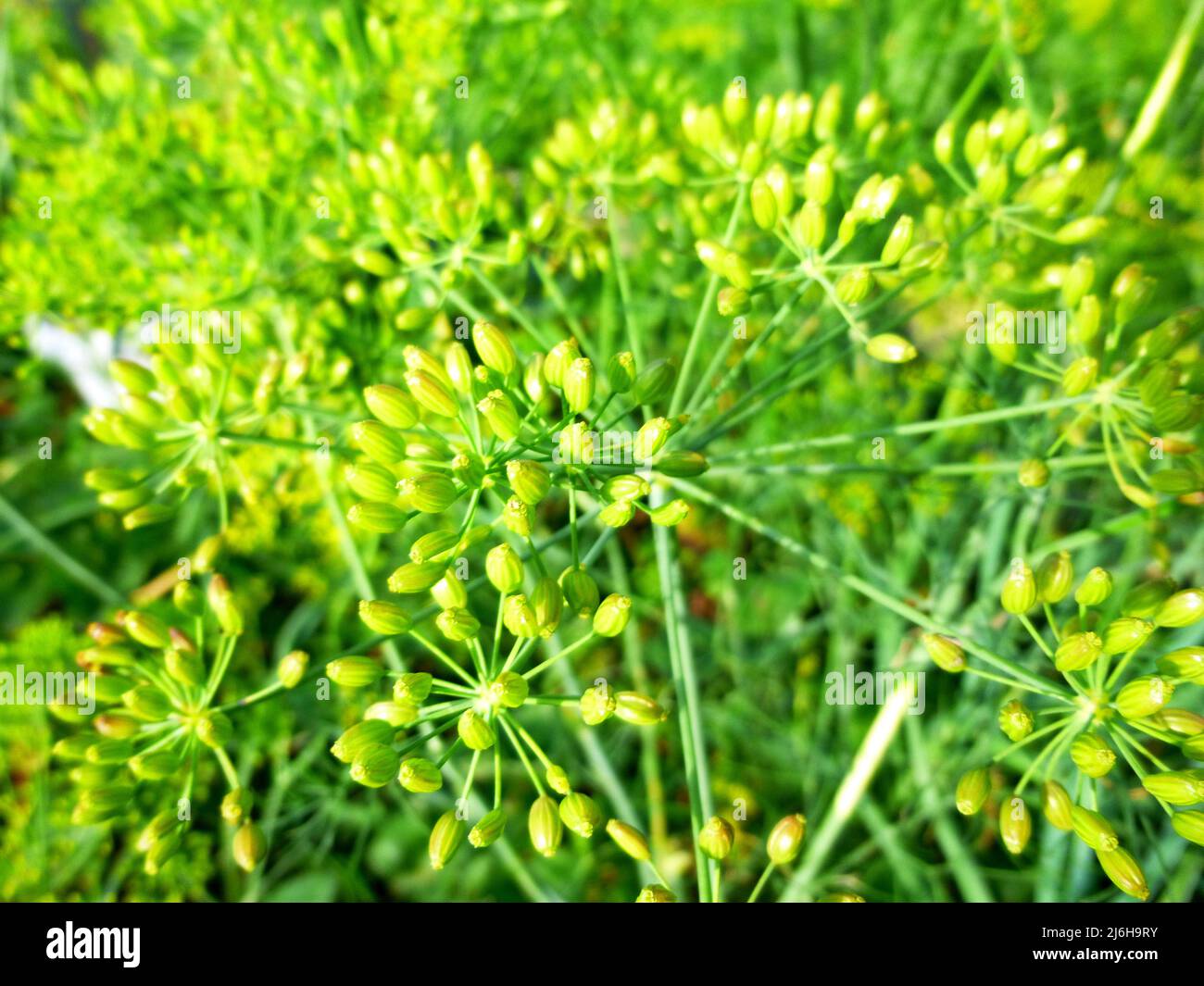 Grüne Dillsamen auf einer Pflanze im Garten an einem sonnigen Sommertag Stockfoto