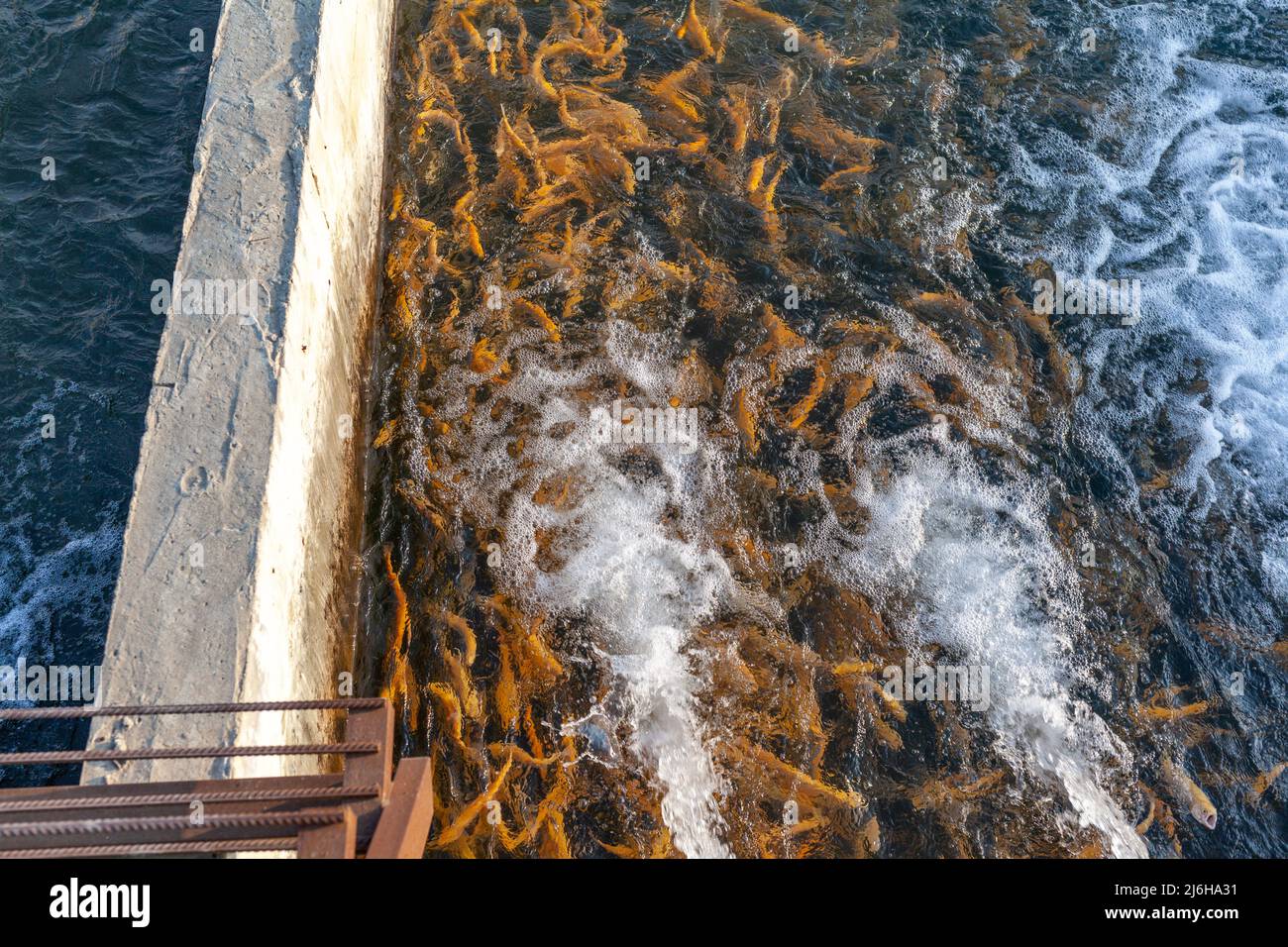 Anbau von Goldforellen und anderen Fischen in Betonbecken. Forellenfarm