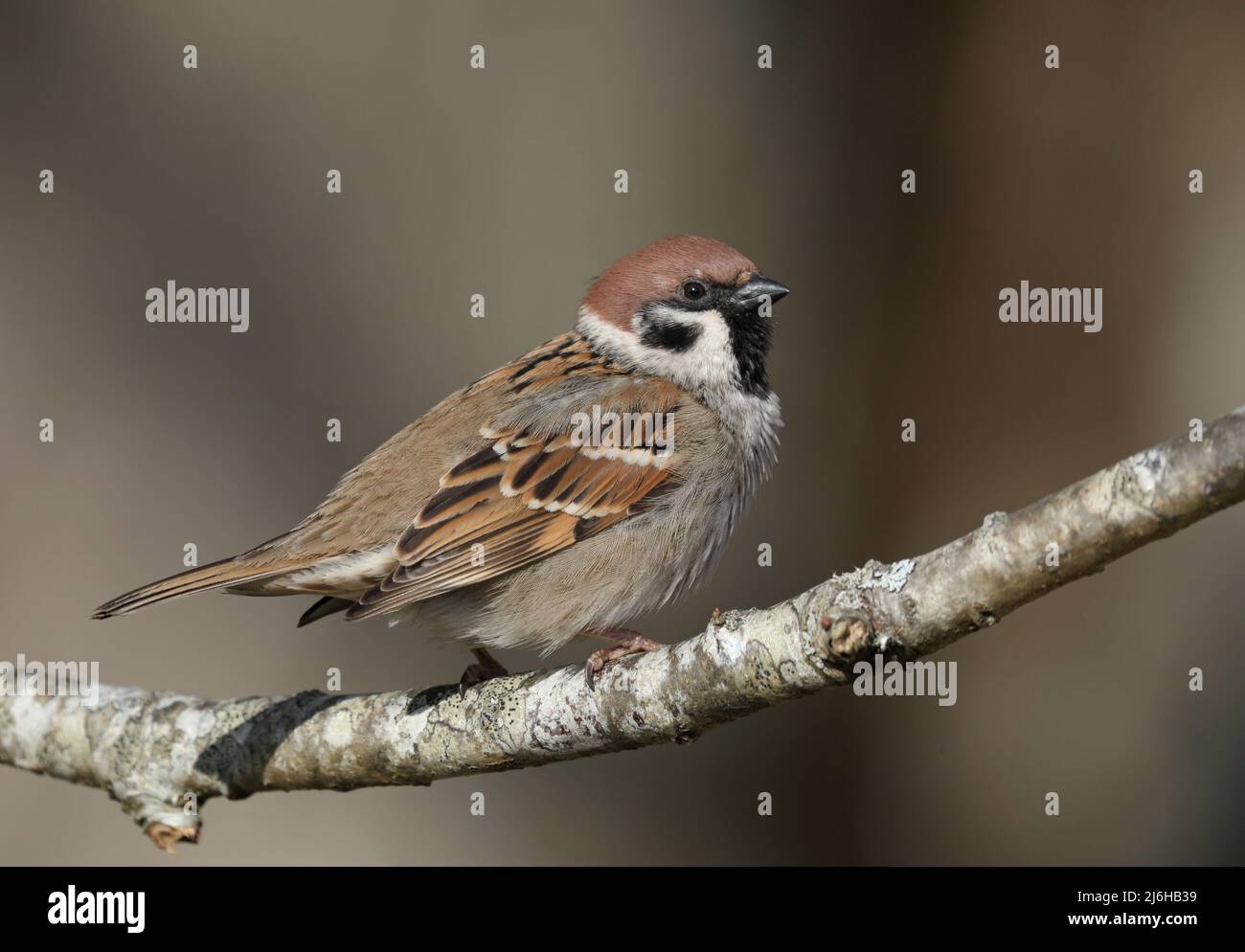 Eurasischer Baumsperling, Passer montanus sitzt auf Barsch, sauberer Hintergrund Stockfoto