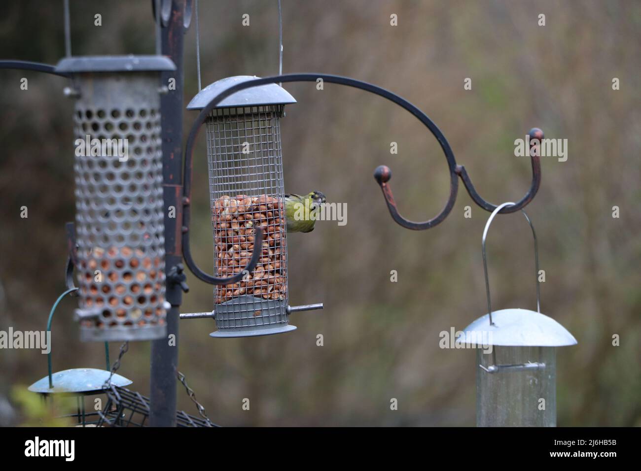 Siskin guckt um das Vogelfutterhäuschen herum Stockfoto