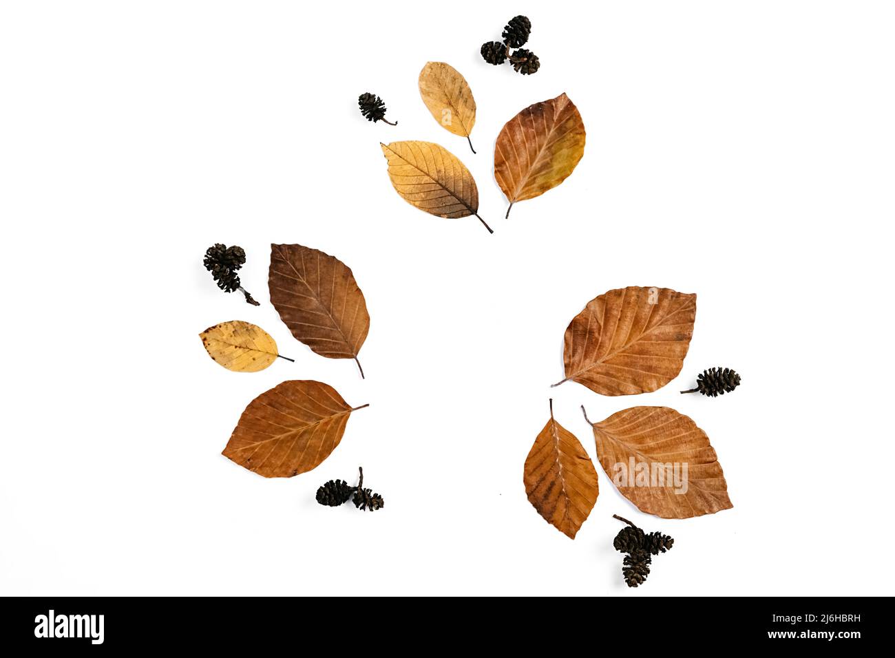 Kreative Herbst flach legen oben Draufsicht getrocknete Blätter und Kiefernkegel, isoliert auf weißem Studio Hintergrund kopieren Raum minimal Stil. Herbst Saison Sturm Stockfoto