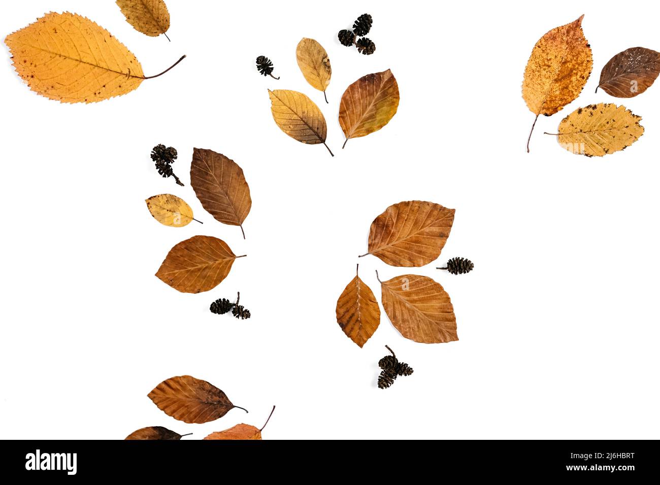 Herbst flach Lay Komposition mit trockenen Blättern auf Papier weißen Hintergrund Wand im Studio. Kreativer Herbst, Danksagewort, Herbst, halloween-Konzept. Draufsicht Stockfoto
