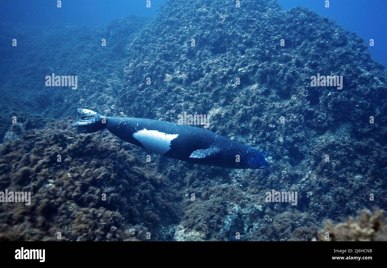 Mittelmeer-Mönchsrobbe, Mönchsrobbe (Monachus monachus), sehr seltenes Tier im Mittelmeer, auf der Insel Zakynthos, in Griechenland, im Mittelmeer, in Europa Stockfoto