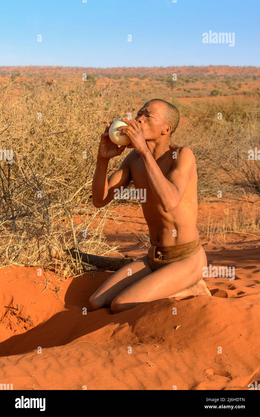 San (Saan) Buschmänner, einheimische Jäger und Sammler, begraben Straußeneier, gefüllt mit Wasser für die Trockenzeit, Kalahari-Wüste, Namibia, Südwestafrika Stockfoto