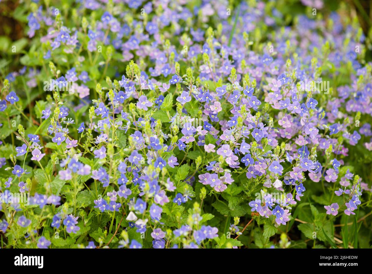 Fliederbusch, Aubrieta deltoidea blüht im Frühling, lila Blütenblätter, blühende Landschaft Stockfoto