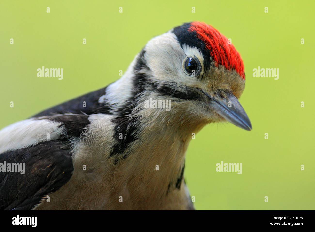 Großer Specht mit Punktmuster, Nahaufnahme des Vogelkopfs mit roter Mütze, schwarz-weißes Tier, Tschechische Republik Stockfoto