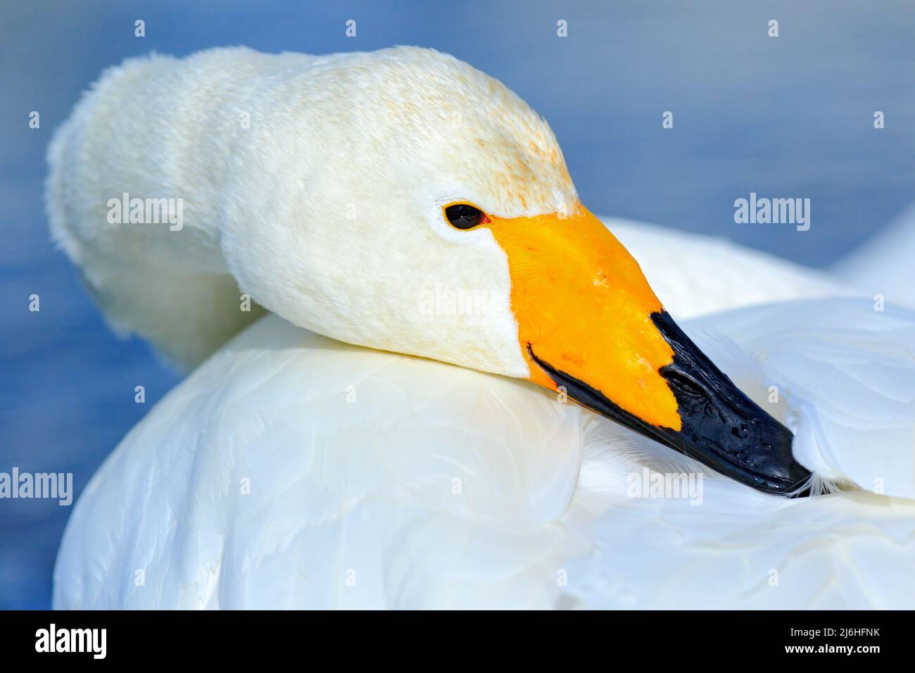 Singschwan, Cygnus cygnus, Detail Bill Portrait of Bird mit schwarz-gelben Schnabel, Hokkaido, Japan Stockfoto