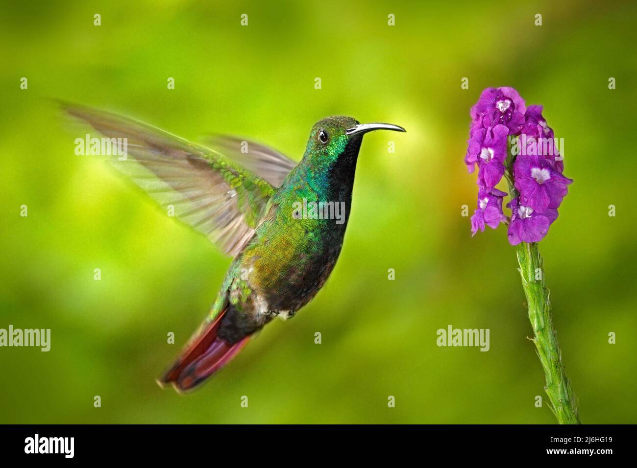 Kolibri Grüner Mango in der Fliege mit hellgrünem Hintergrund und rosa Blume, Panama Stockfoto