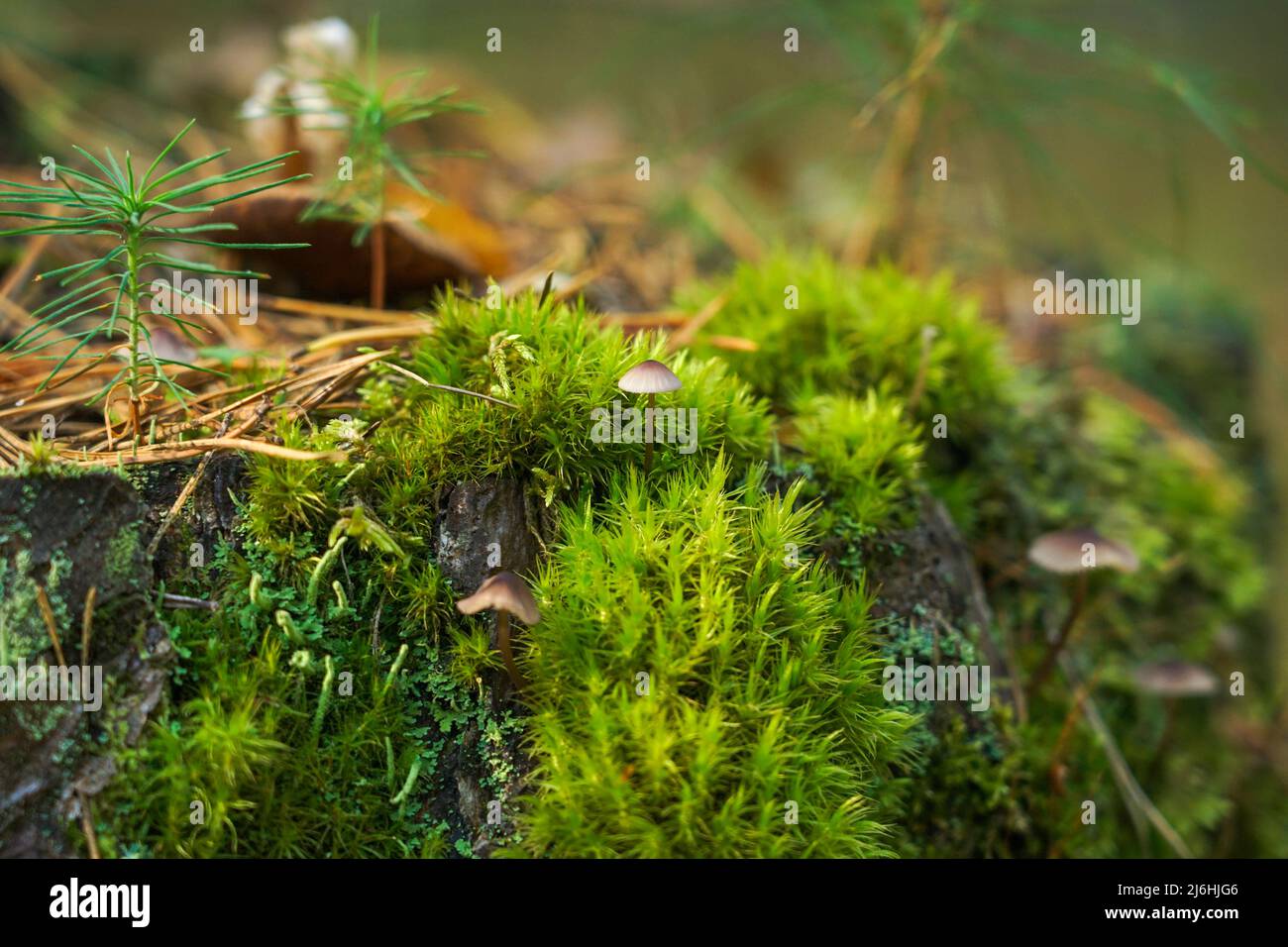 Grünes Moos mit Sporen auf dem Stumpf. Moosblüte Stockfoto