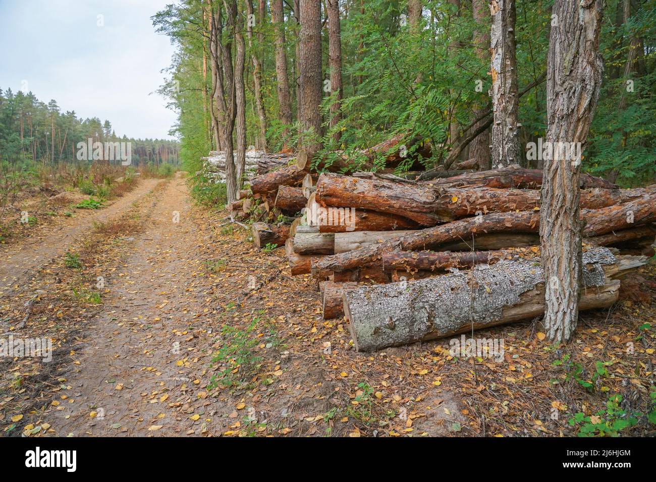 Die geschnittenen Stämme liegen im Wald Stockfoto