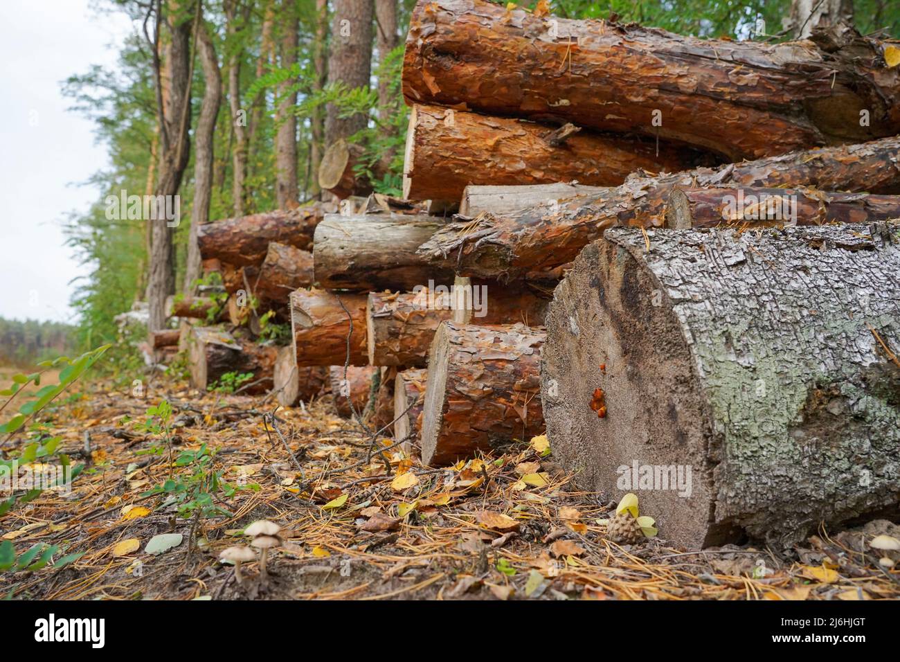 Die geschnittenen Stämme liegen im Wald Stockfoto