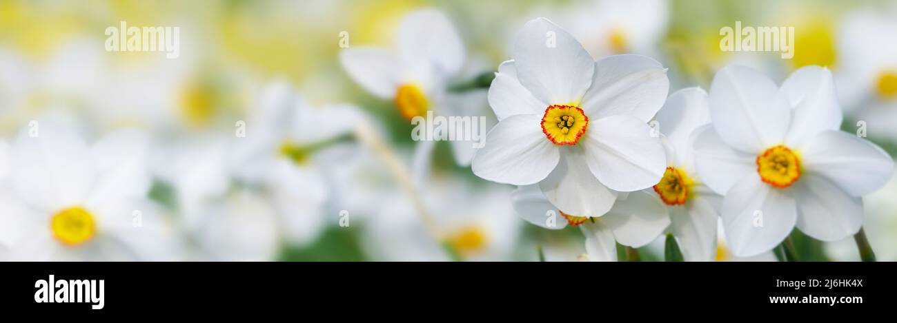 Blüten von weißen Poeten Narzissen (Narcissus poeticus) mit einem gelb-roten Ring in der Blüte, die auf einer blühenden Wiese wächst, Panorama-Bannerformat, Kopie Stockfoto