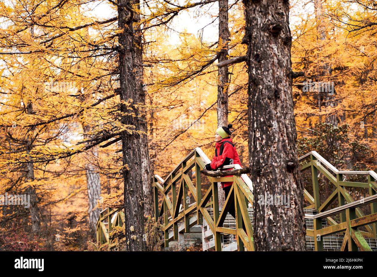 asiatische Frau weibliche Touristen auf Holzbrücke stehend Blick auf Herbstlaub im Wald Stockfoto