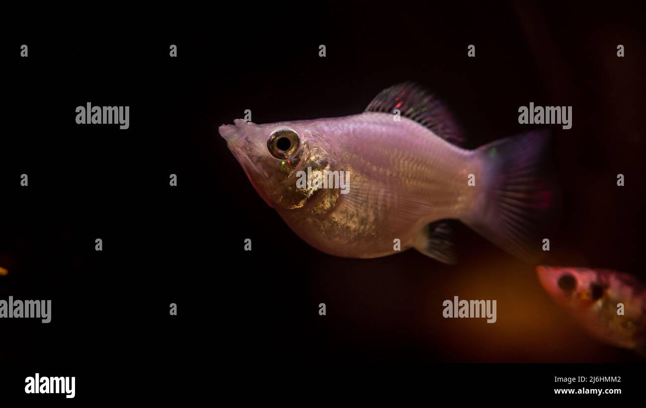 Einzelner molly-Fisch mit dunklem Hintergrund. Stockfoto