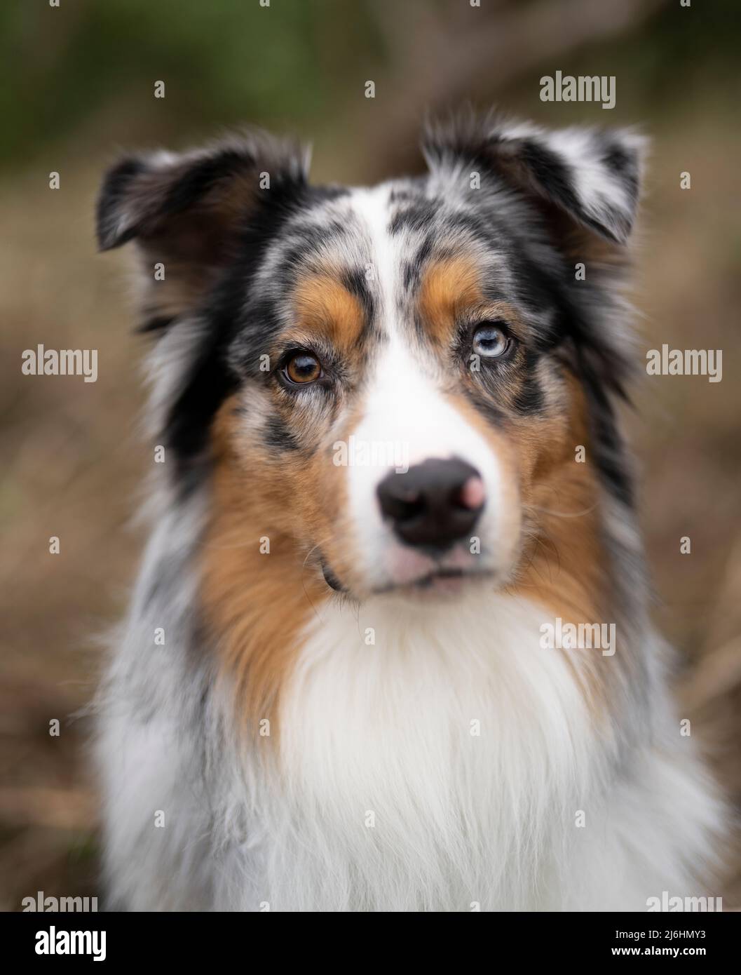 Australian Shepherd Hund portrait Stockfoto