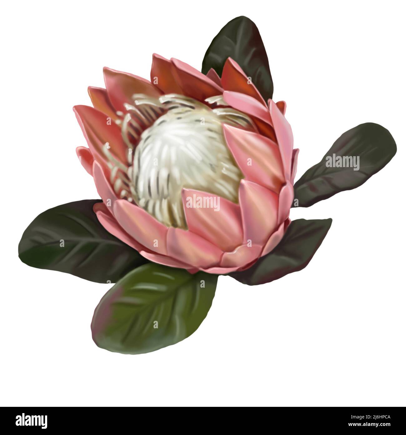 Protea. Aquarell rosa Proteus. Eine Blume ist realistisch auf weißem Hintergrund. Rosa Blütenblätter und weißer Kern detailliert Stockfoto