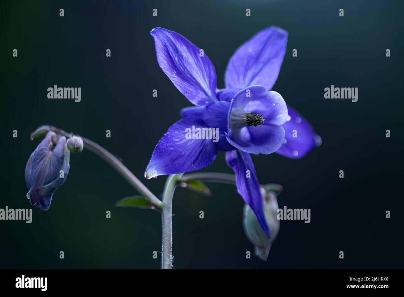 Beleuchtetes Fliederfeld Wildblume. Natürliche florale Hintergründe mit Platz für Kopie. Makro. Stockfoto
