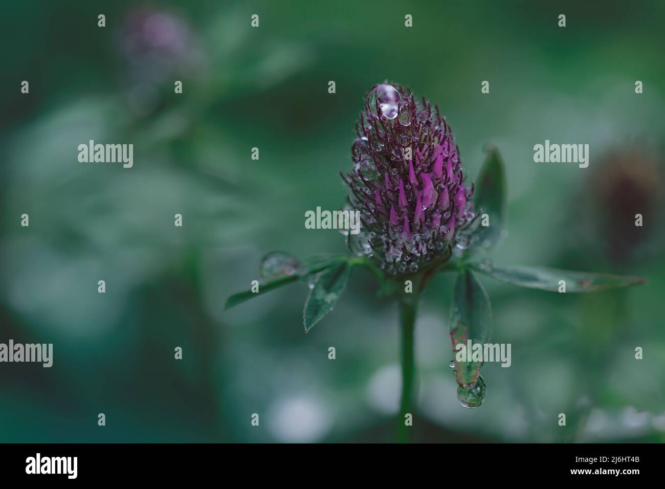 trifolium in Wiese nach Regen mit Wassertröpfchen auf den Blumen. Dunkle Töne. Blumenhintergrund mit Platz für Kopie. Saisonal. Natur Stockfoto