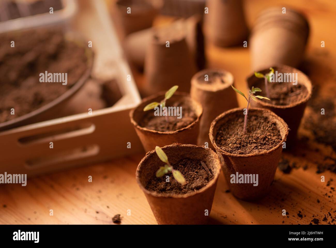 Junge frische Setzlinge wachsen in biologisch abbaubaren Topf, Home Gartenarbeit. Stockfoto