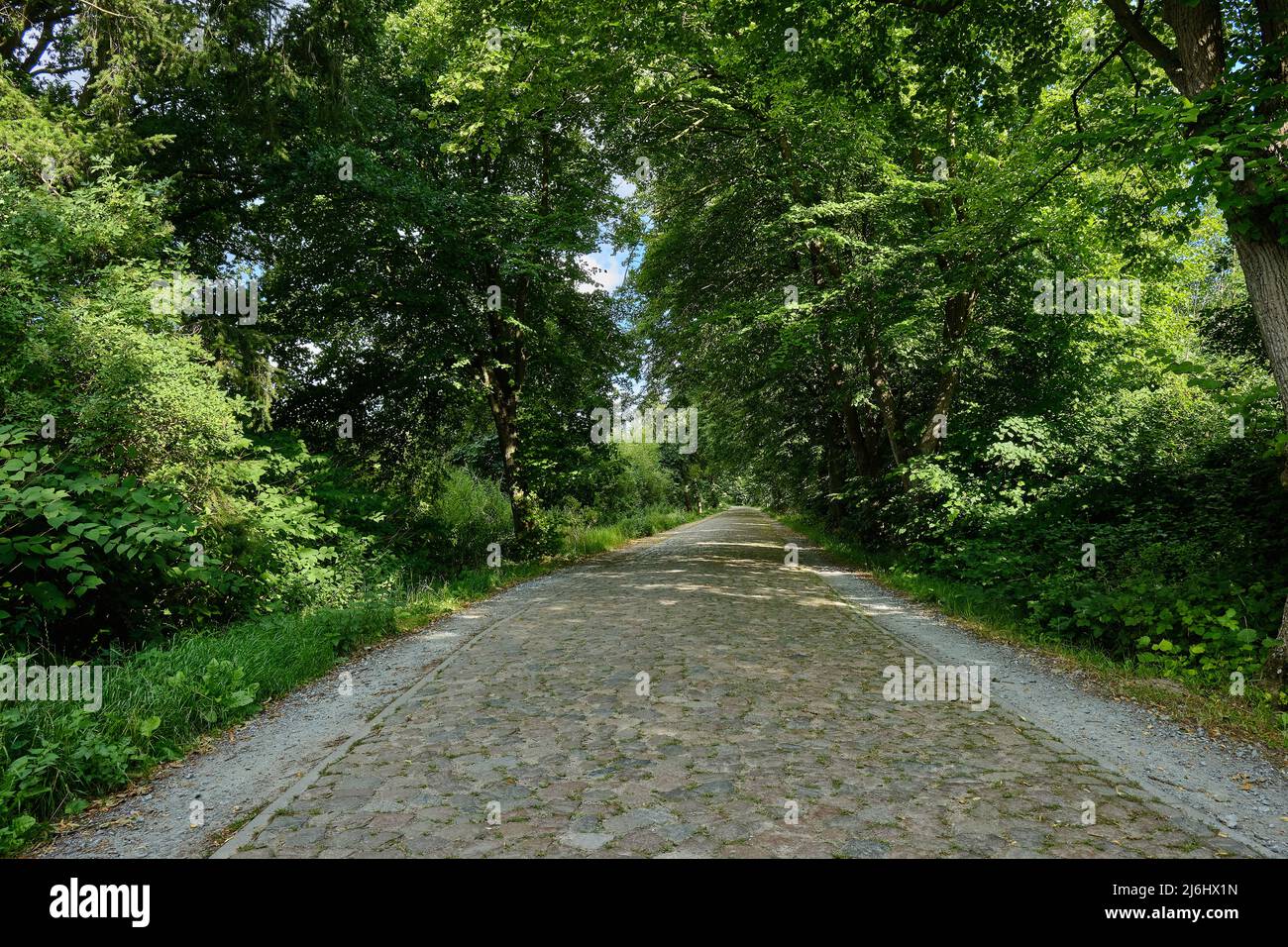 Typische Mecklenburger Baumallee bei Nehringen, Mecklenburg-Vorpommern, Deutschland. Stockfoto