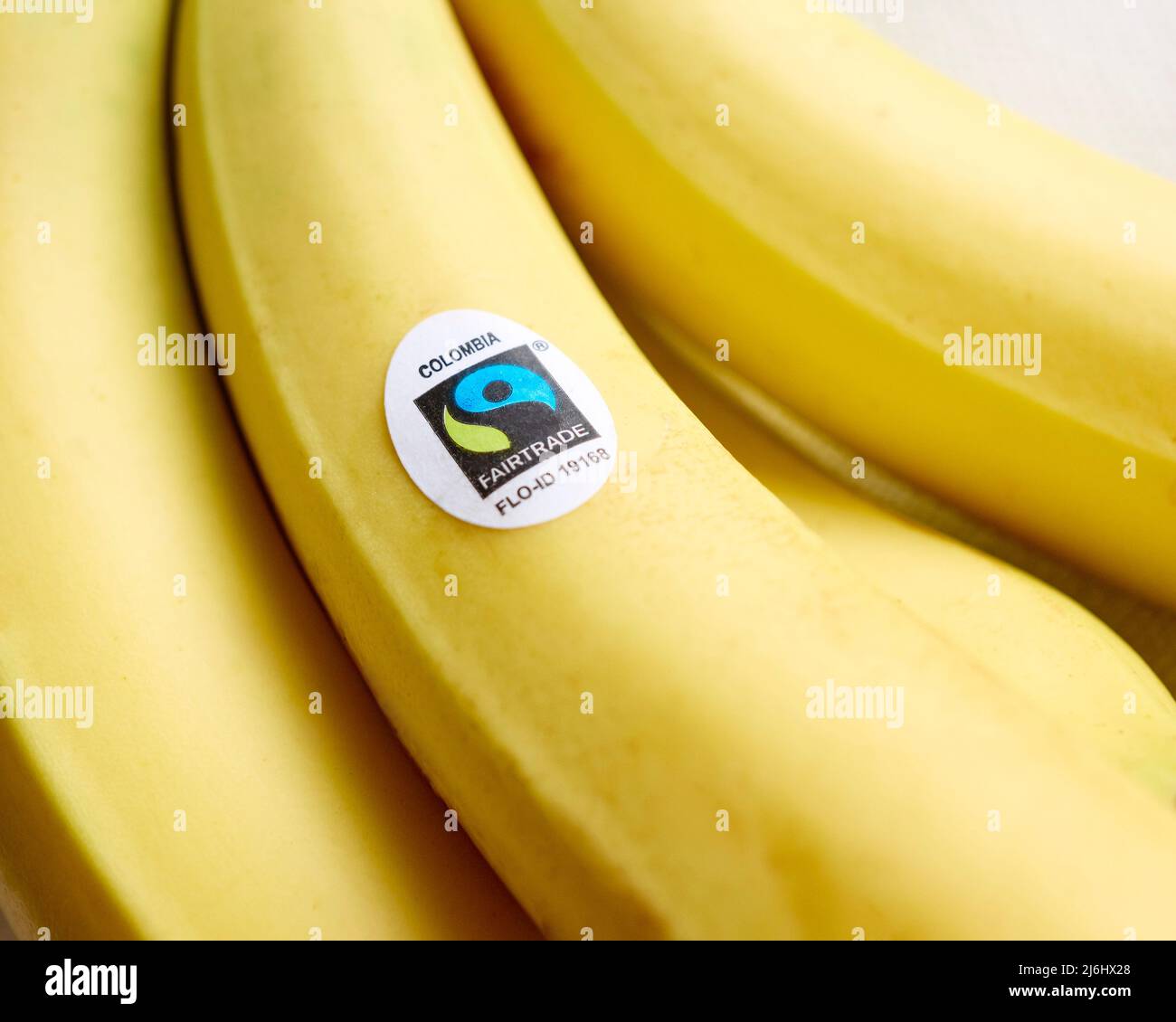 Reihe von Fairtrade-Bananen Stockfoto