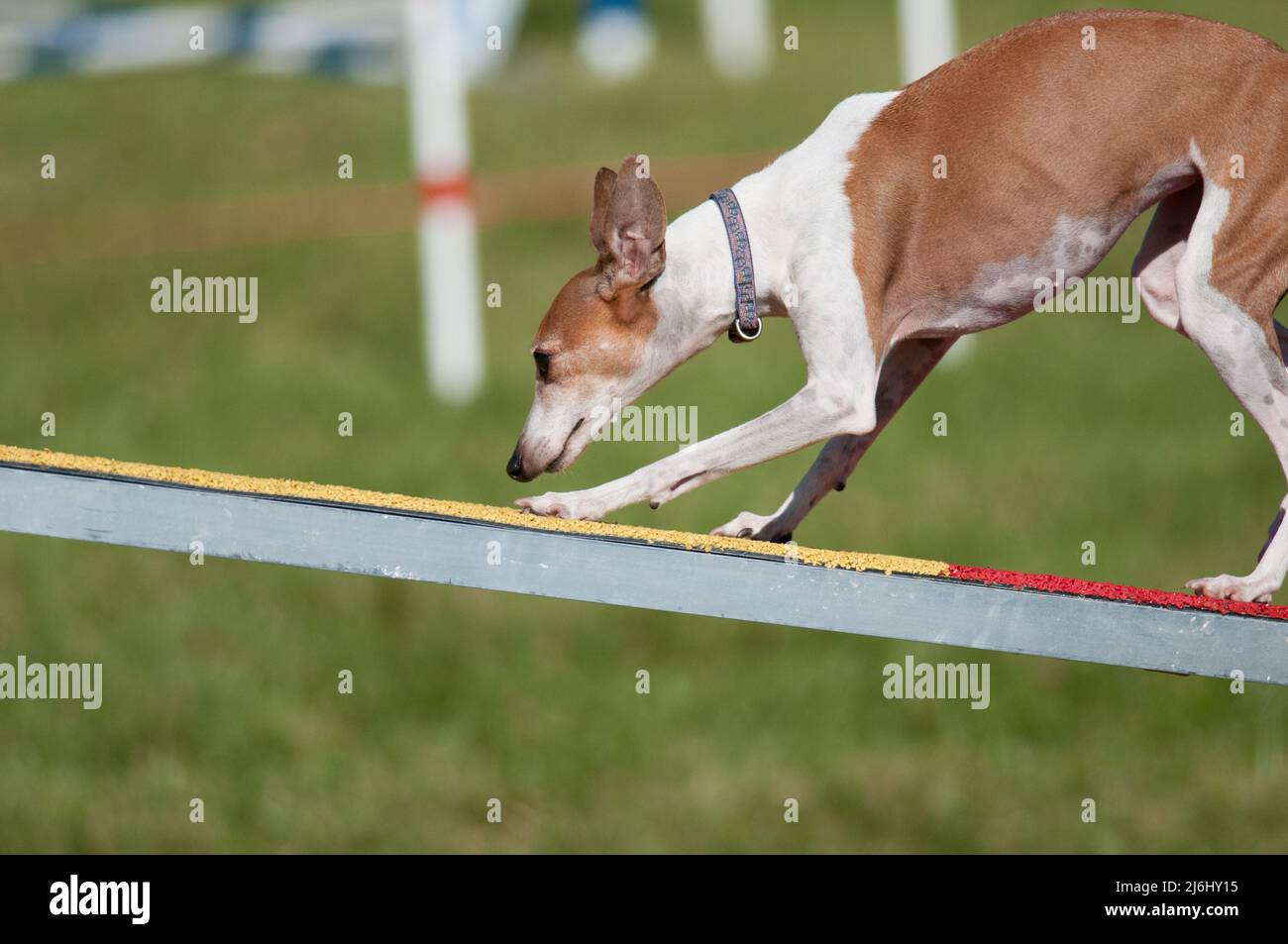 Italienischer Greyhound läuft auf Beweglichkeit Hindernis Stockfoto