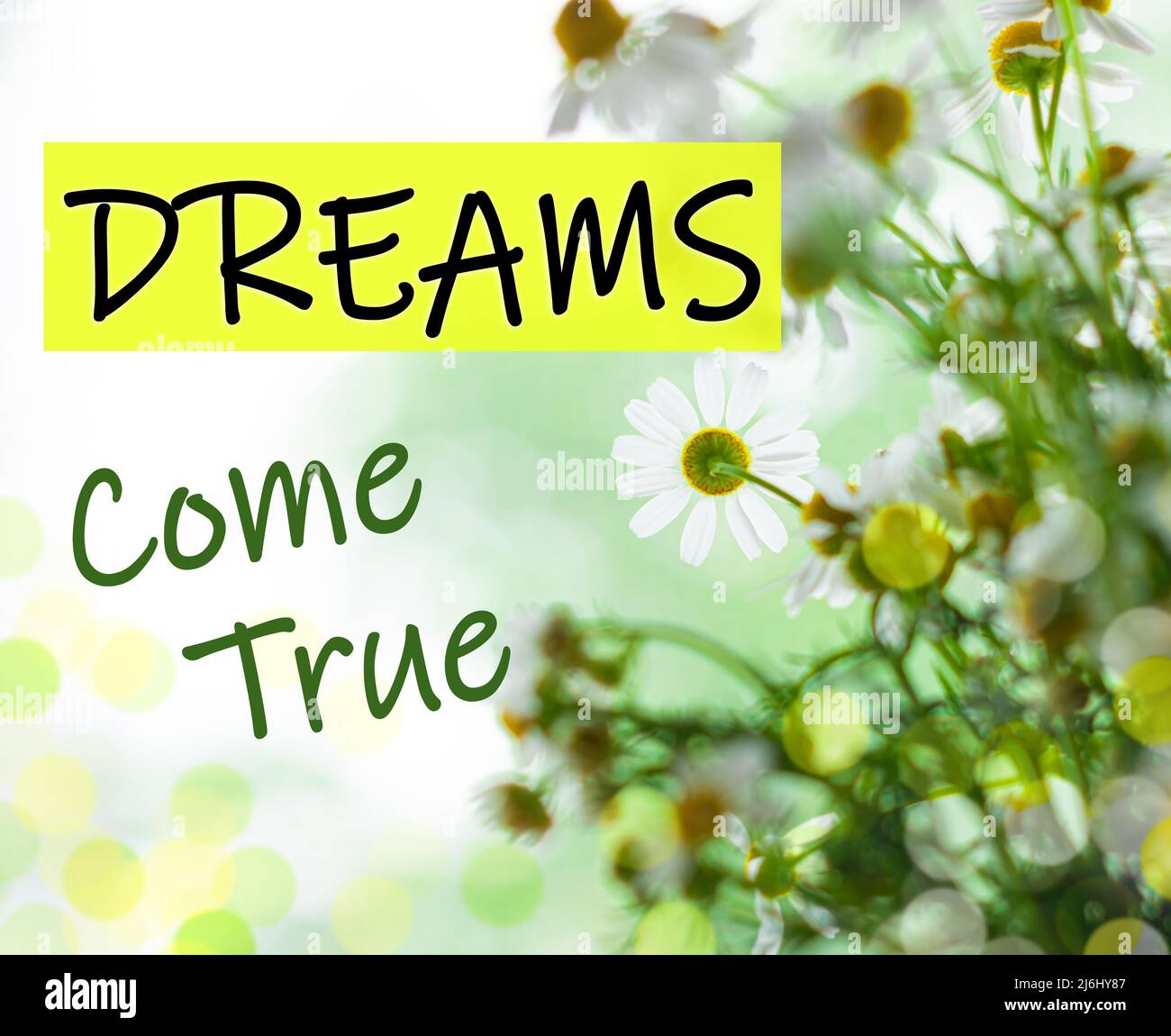 Träume werden wahr Text Zeichen. Blühende Kamillen mit grünen Blättern. Verschwommenes Bokeh leuchtet Blumen Hintergrund Stockfoto