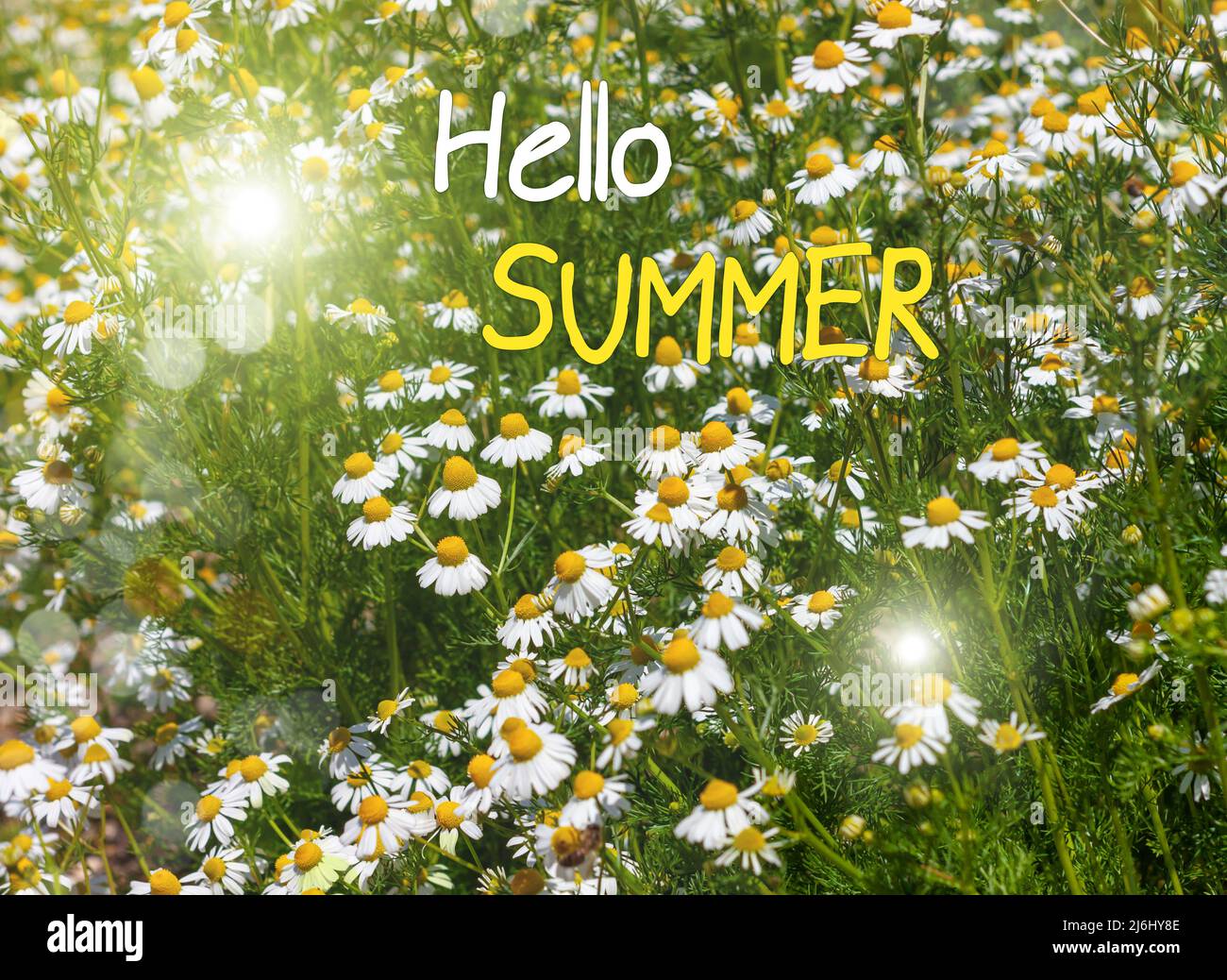 Grußkarte „Hallo Sommer“. Blühende frische Chamomies Wiese mit fliegenden Bienen Hintergrund. Schöne Kamillenblüten. Stockfoto