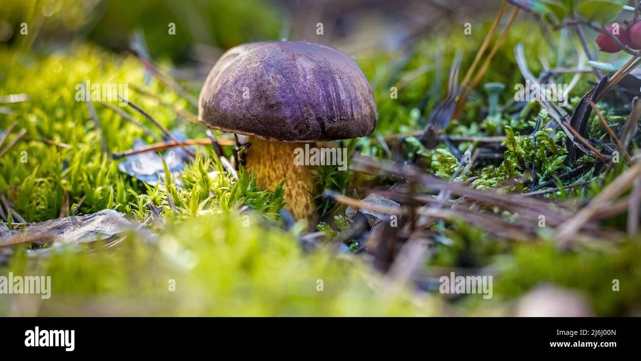 Weißer Pilz. Boletus wachsen. Essbare Pilze Hintergrund. Wald im Herbst. Naturverfall. Sammelt Pilze. Pilz. Stockfoto