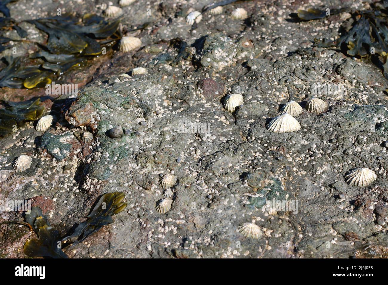 Meereslebewesen, die sich an den Felsen Klammern, wenn die Flut von Robin Hood's Bay, Yorkshire, ausgeht - einschließlich Limpets, dem ultimativen Symbol des Durchhalteens von Macht Stockfoto