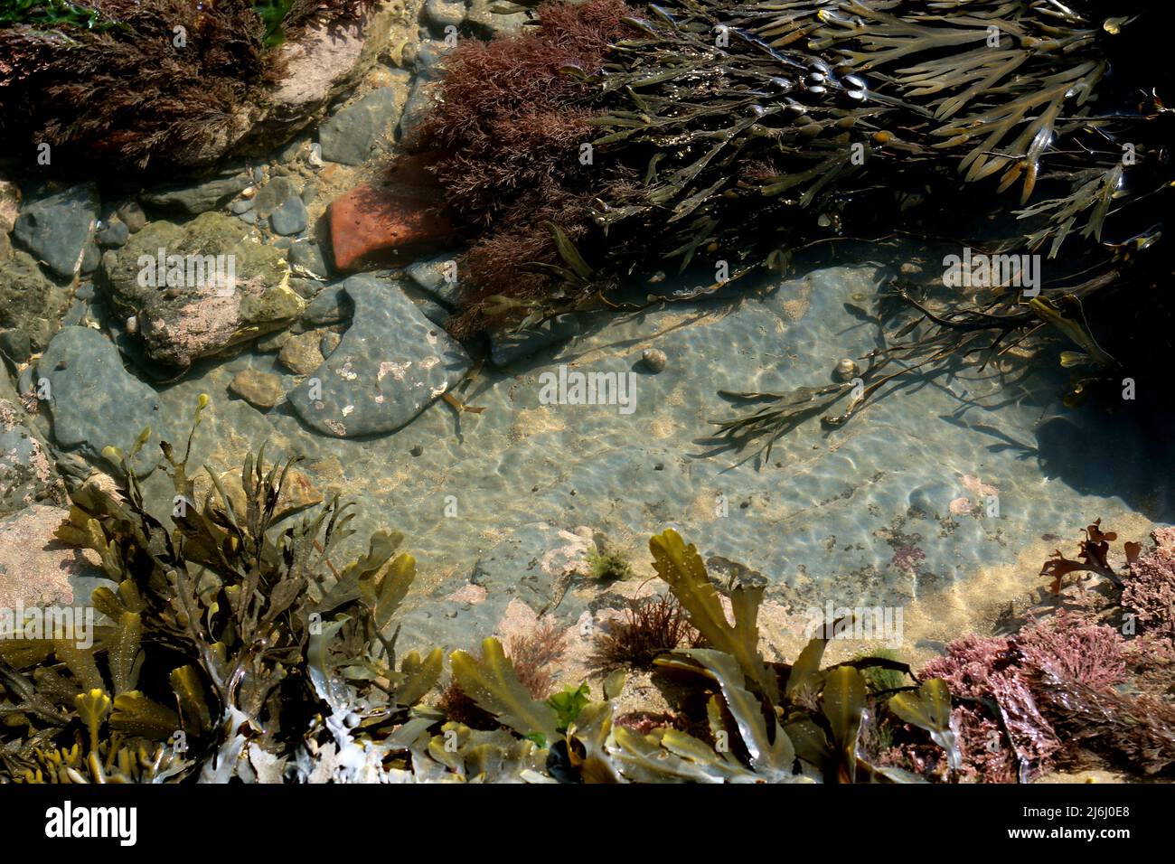 Unterwasserwelt in den Felsenpools von Robin Hood's Bay, Großbritannien Stockfoto