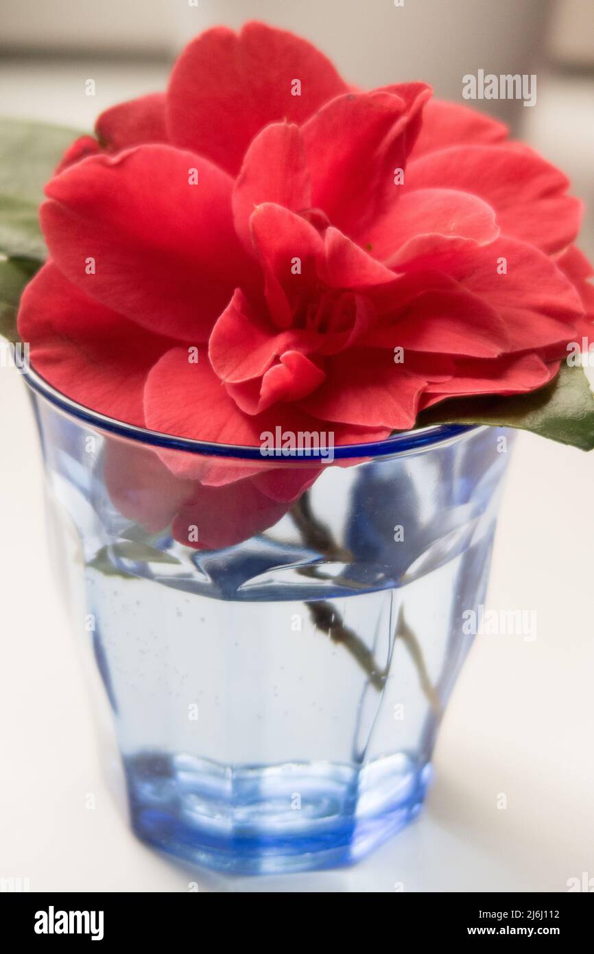 Eine blühende Pfingstrose in einem blauen Glas Stockfoto