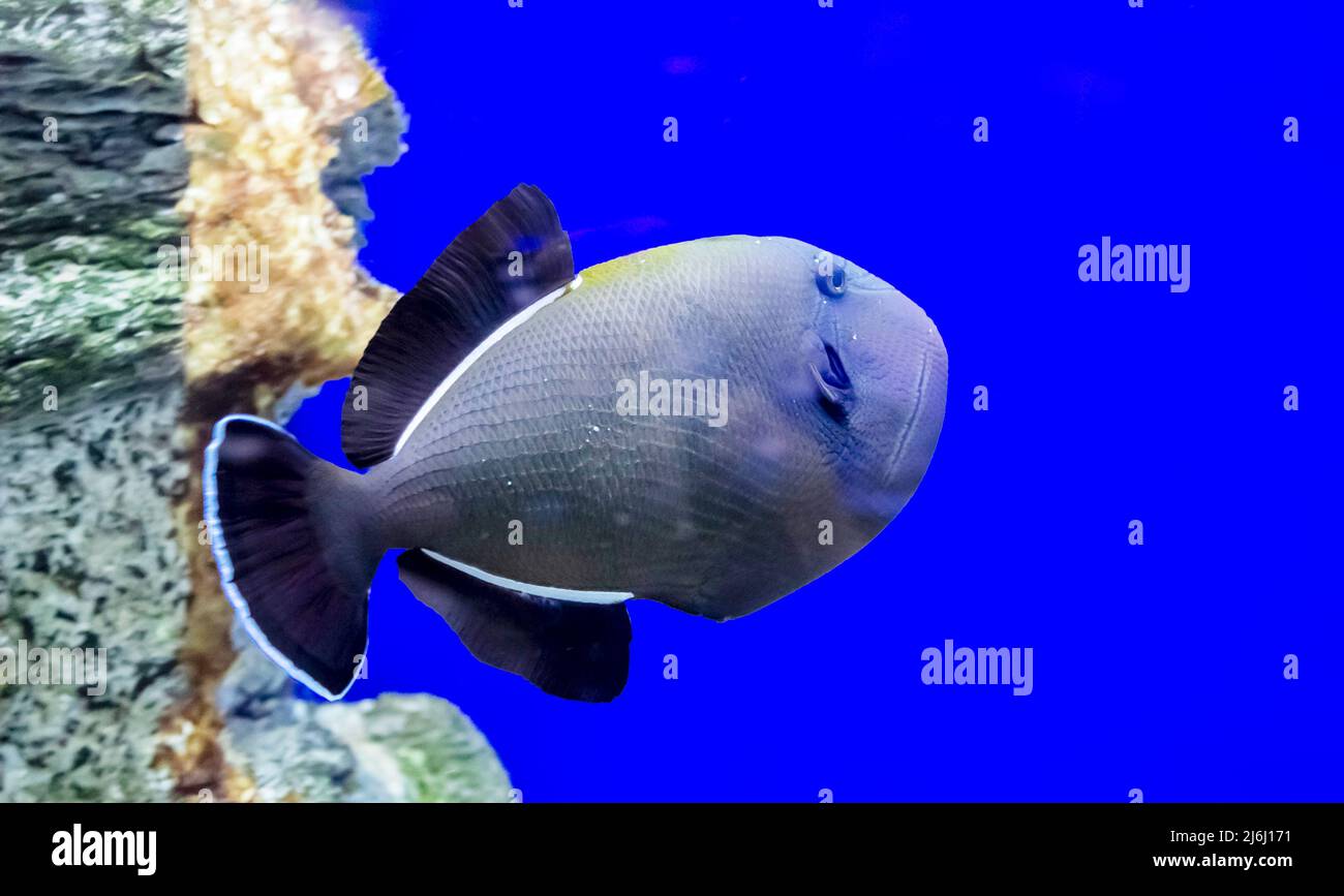 Blauer Drückerfisch auf einem isolierten blauen Hintergrund. Pseudobalistes fuscus ist ein mariner Zierfisch aus der Familie der Balistidae. Stockfoto