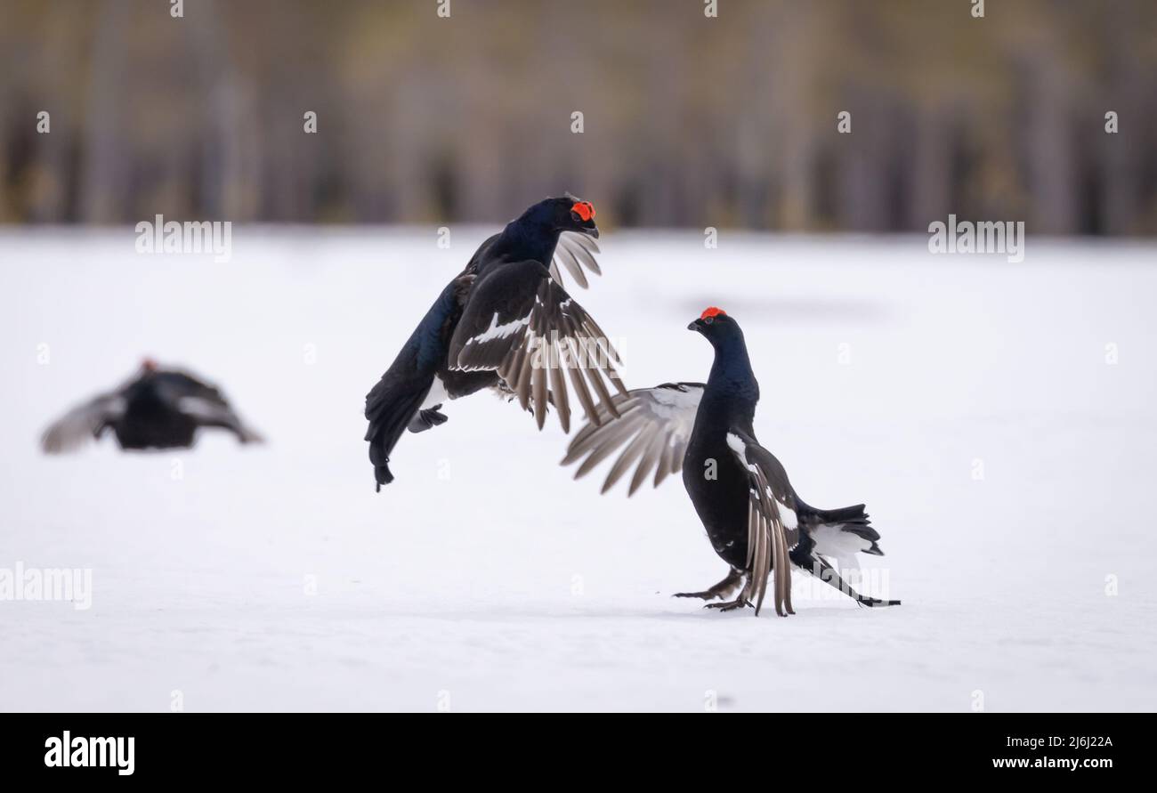 Schwarzhuhn Lek in Norwegen Stockfoto