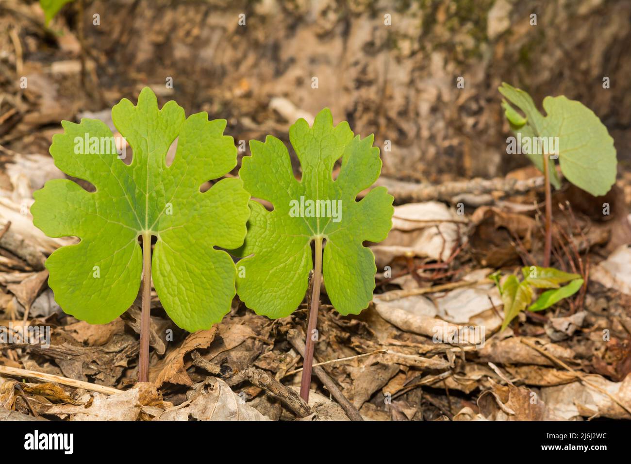 Blutwurz - Sanguinaria canadensis Stockfoto