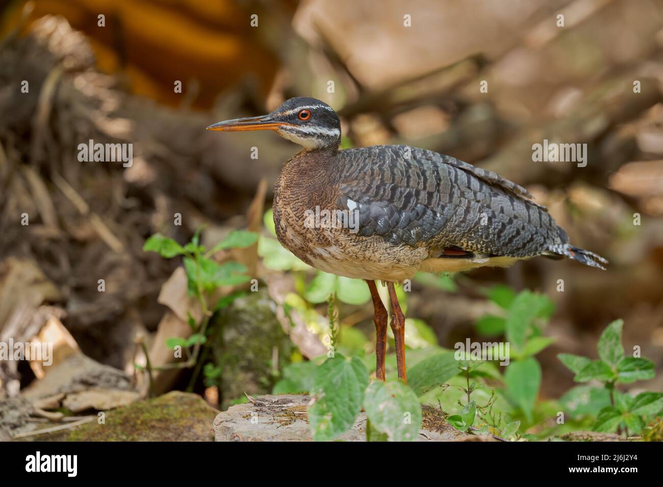 Sunbittern - Eurypyga helias, spezieller tropischer Vogel aus den Wäldern Mittel- und Südamerikas, Ecuador. Stockfoto
