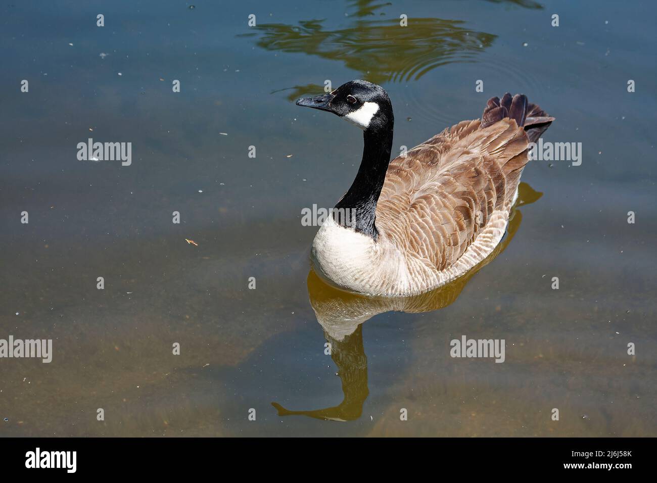 Kanada Gänseschwimmen, Nahaufnahme, Reflexion, Wasser, Branta Canadensis, Großer, wilder Vogel, Wasservögel, Morris Arboretum von der University of Pennsylvania Stockfoto