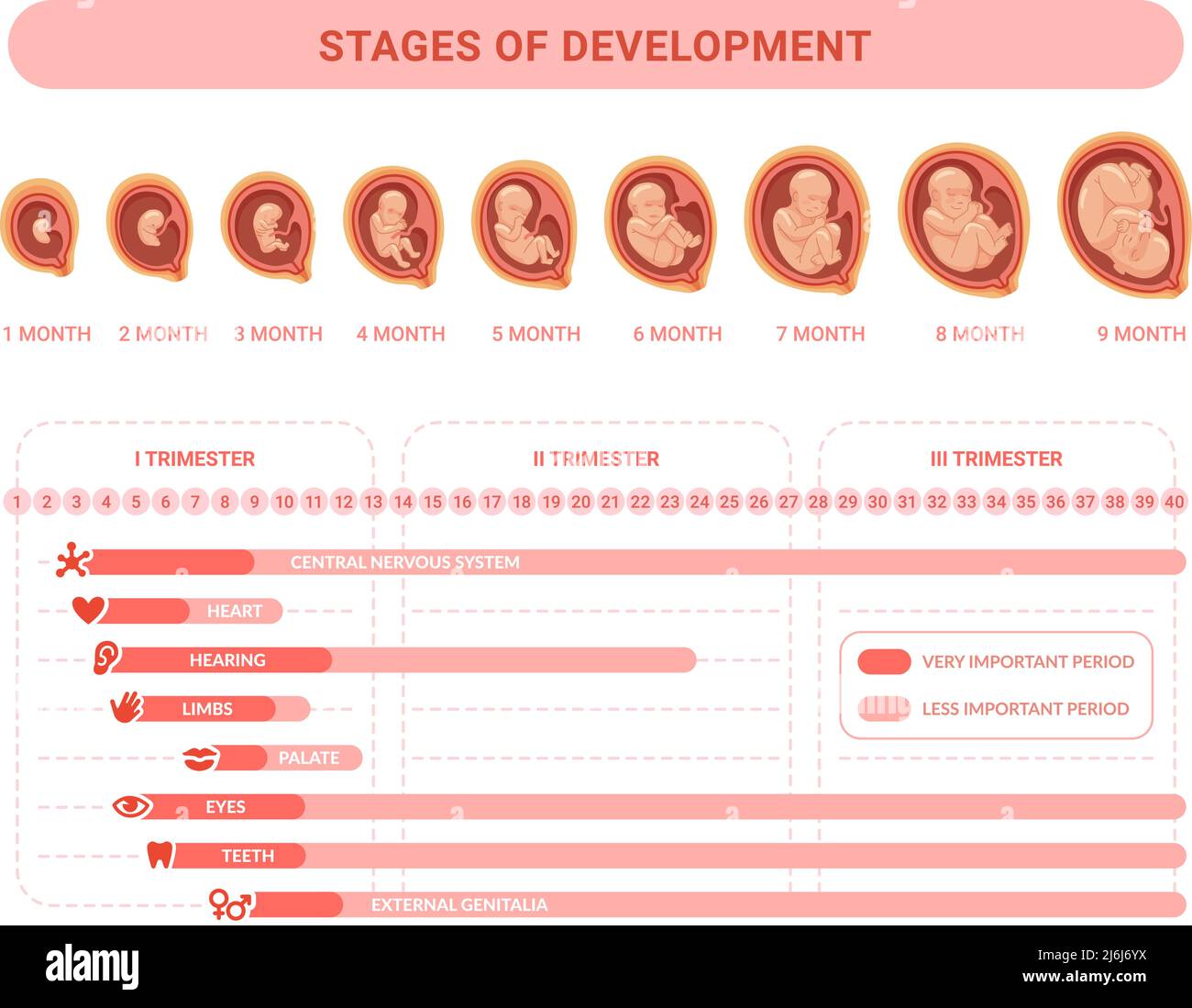 Embryonale Entwicklung. Stadien pränatales Wachstum Gesunder Fötus, fetaler Prozess Schwangerschaft, Gesundheit Plazenta medizinische Infografik Embryologie Trimester Kalender, Vektor-Illustration der Schwangerschaft und Schwangerschaft Stock Vektor