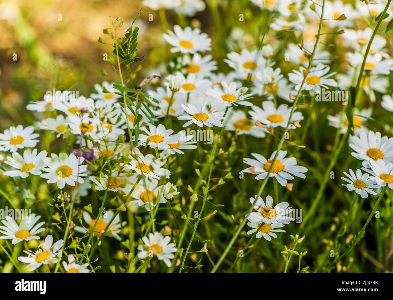 Wilde Gänseblümchen blüht in einem Frühlingsgrün Stockfoto