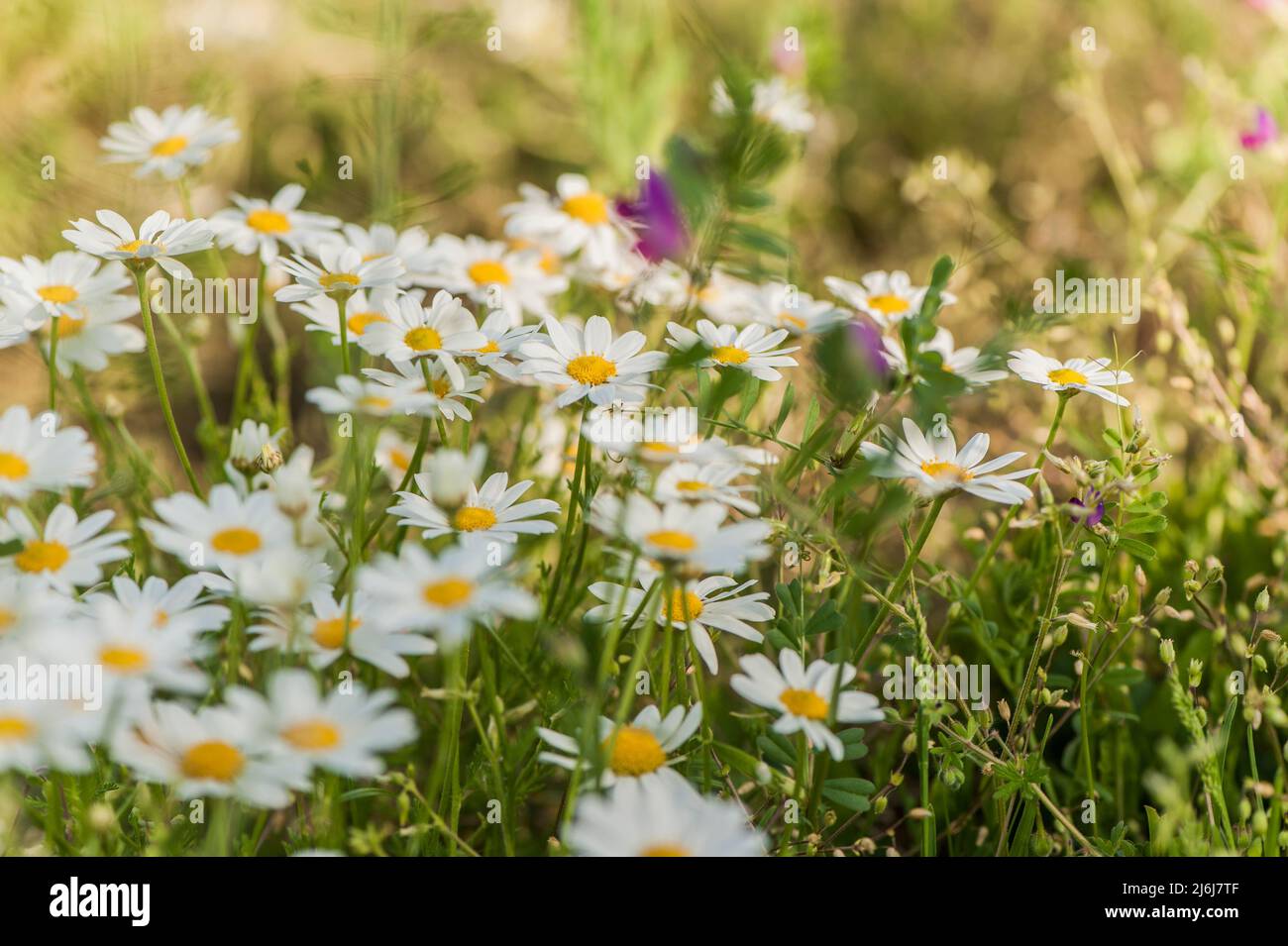 Wilde Gänseblümchen blüht in einem Frühlingsgrün Stockfoto