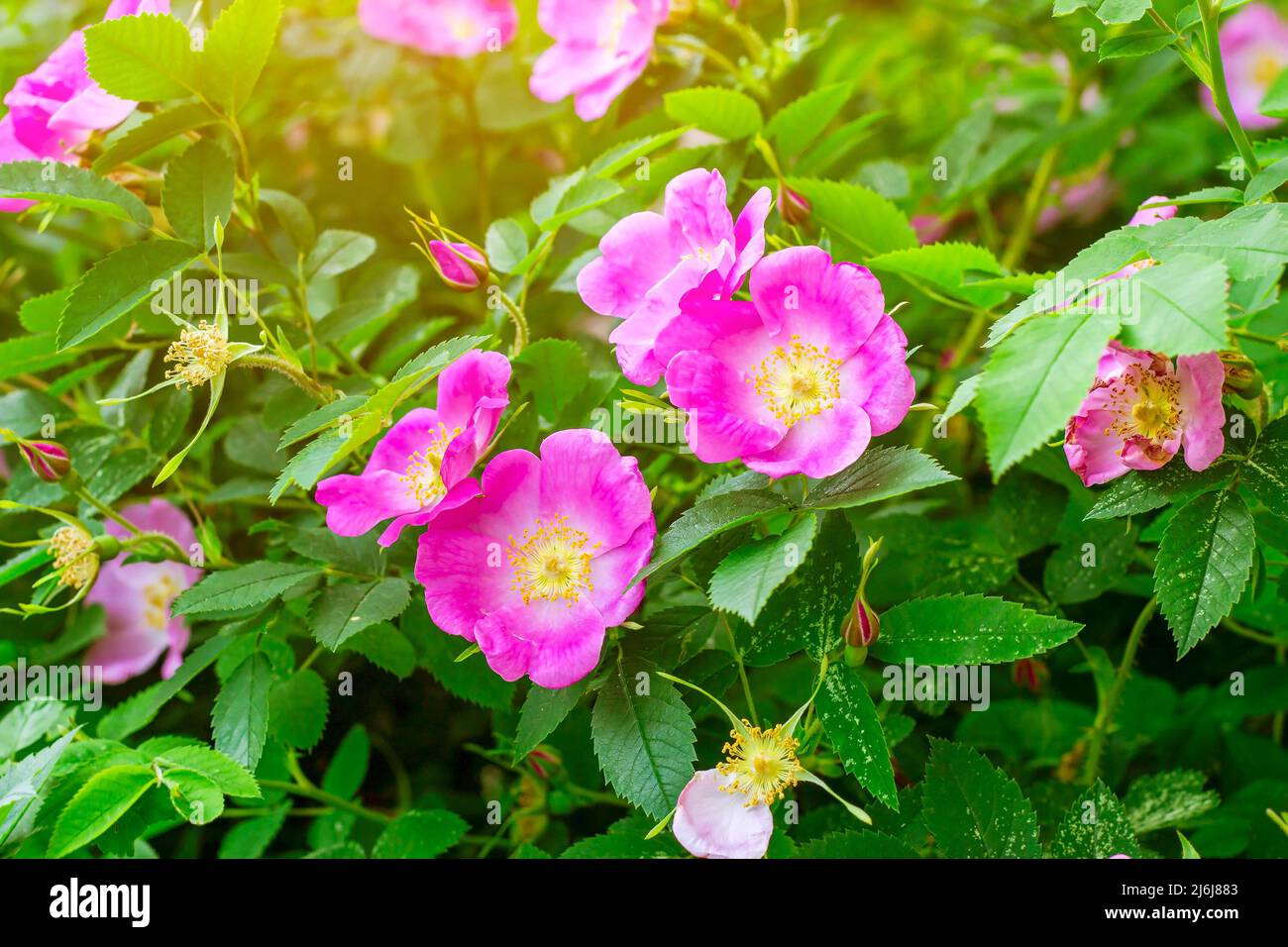 Weiche, frische, hellrosa Hundrose (Briar, Brier, Eglantine, Canerrose) blüht auf hellgrünen Blättern im Garten im Frühjahr auf einem sonnigen Hintergrund Stockfoto