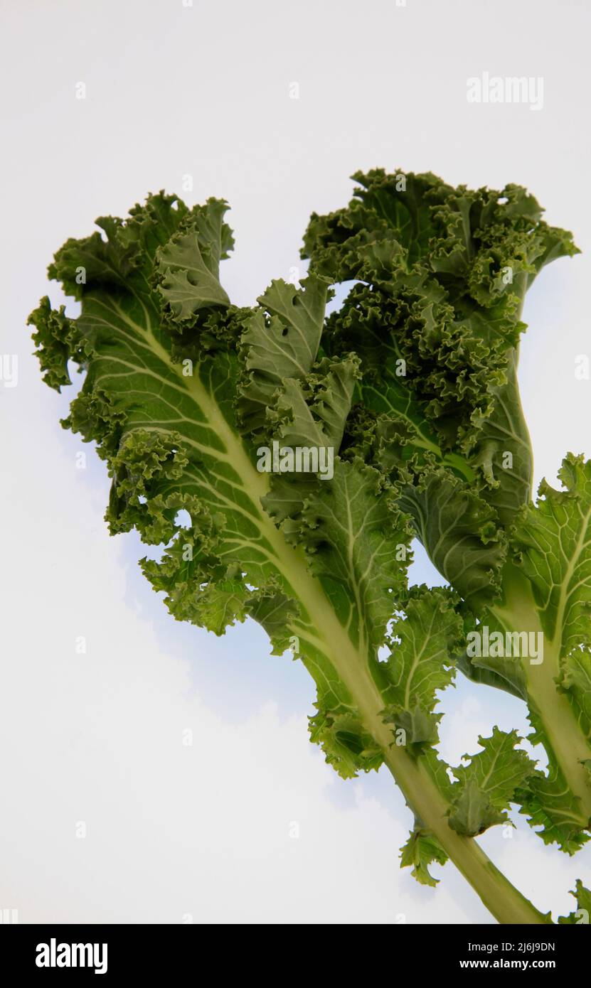 Lockiger Kale auf weißem Hintergrund Mai 2022 Stockfoto