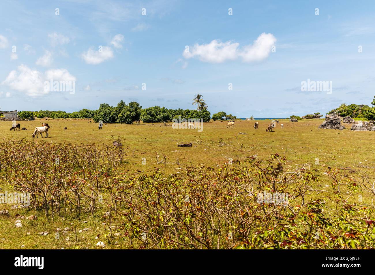 Savannenlandschaft am Boa Beach auf der Roten Insel, Provinz East Nusa Tenggara, Indonesien. Stockfoto
