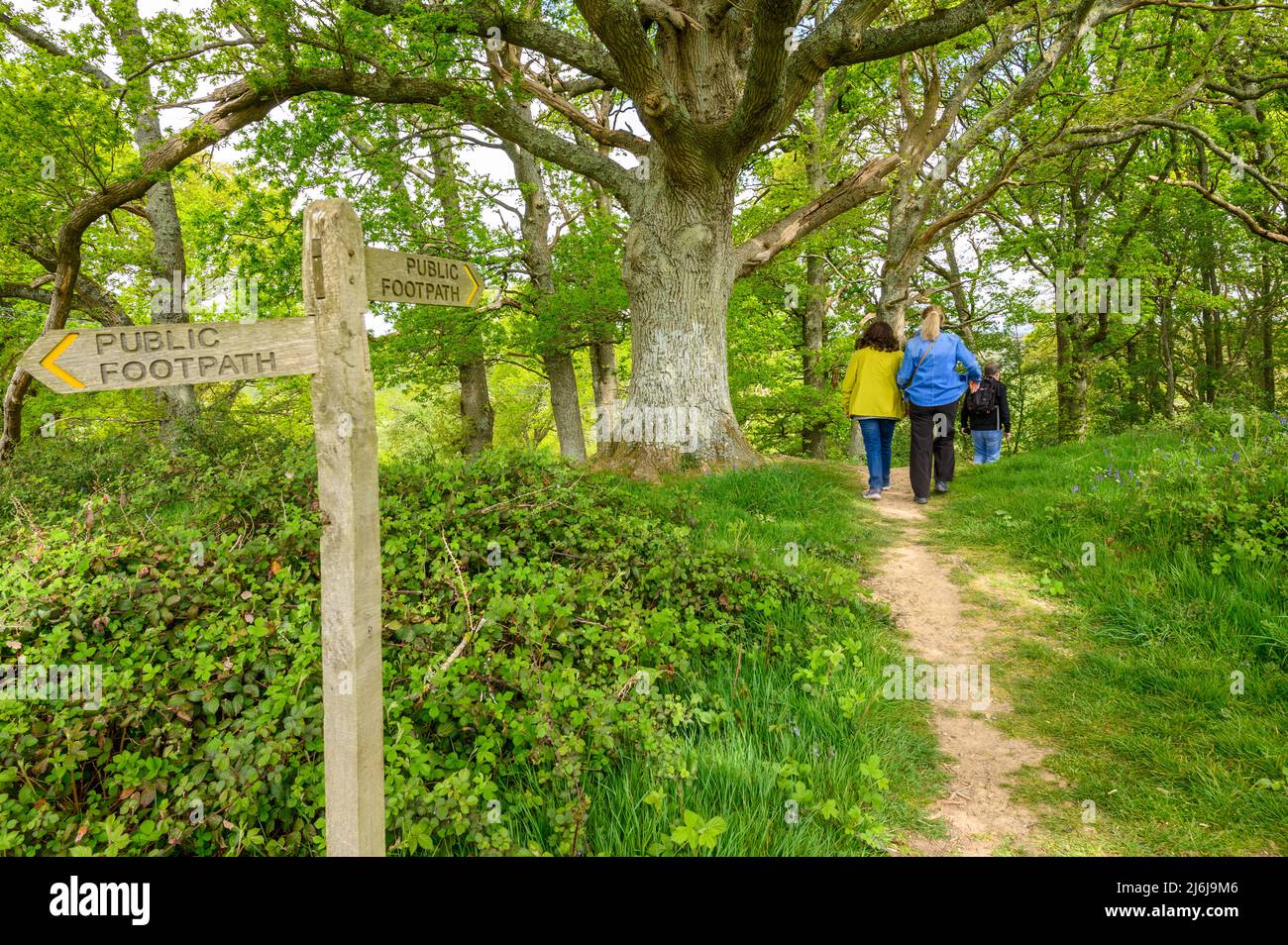 Öffentlicher Fußweg. Holzschild vor drei Erwachsenen, die in einem Wald bei Billingshurst in West Sussex, England, an einer großen Eiche vorbeigehen. Stockfoto