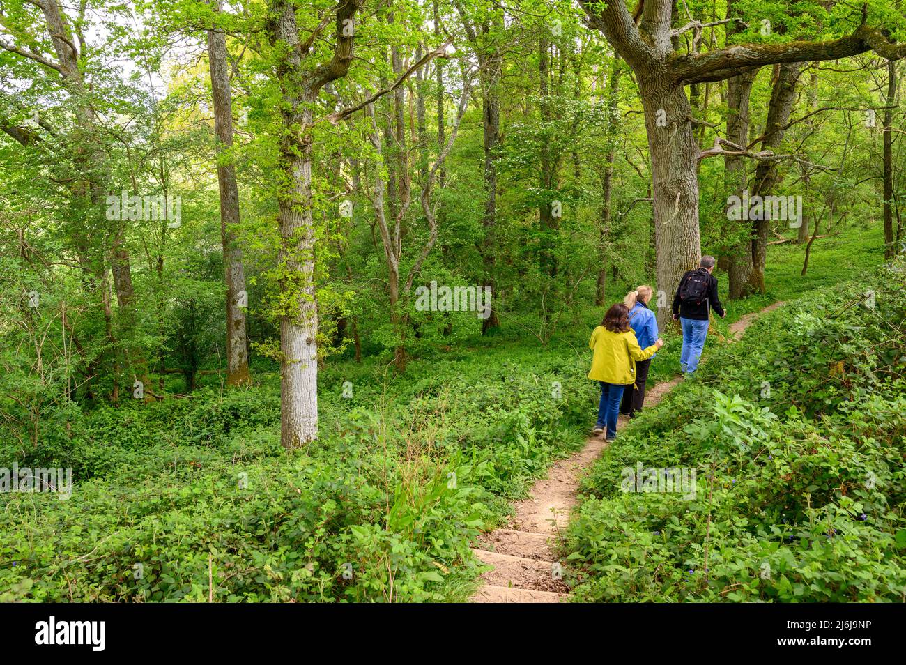 Drei Erwachsene gehen auf einem öffentlichen Fußweg zwischen reifen Bäumen in einem Wald in der Nähe von Billingshurst in West Sussex, England. Stockfoto