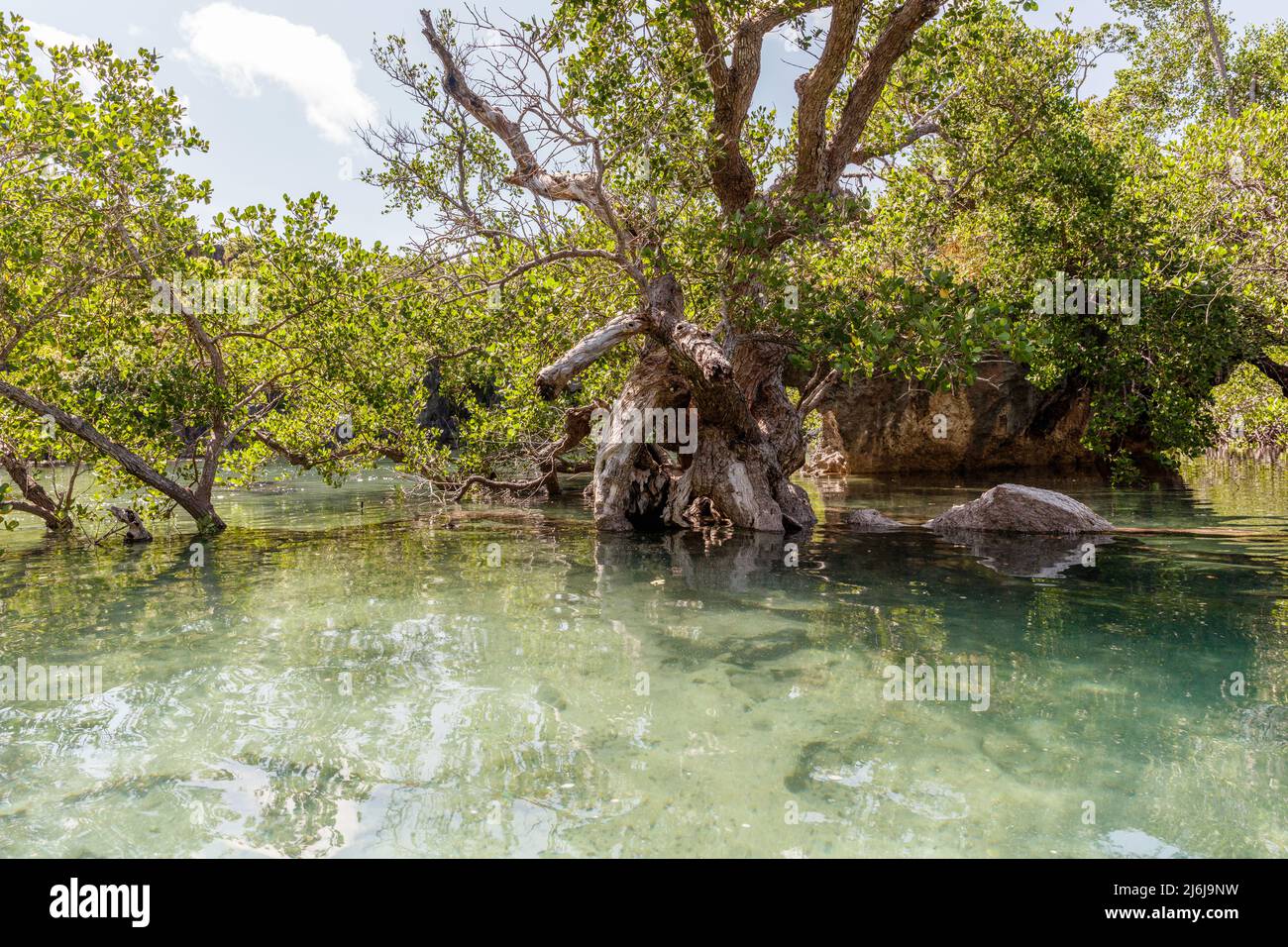 Mangrovenwald auf der Roten Insel, Ostnusa Tenggara Provinz, Indonesien Stockfoto
