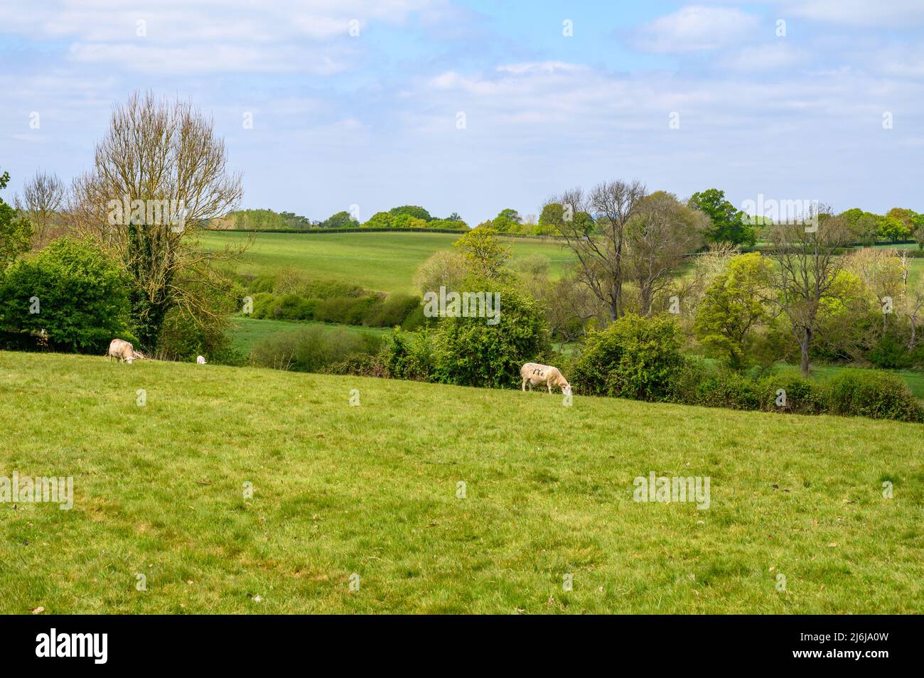 Ein paar Schafe weiden auf einem Feld in einem Land mit Weiden und Wäldern auf sanften Hügeln in der Nähe von Bilingshurst in West Sussex, England. Stockfoto