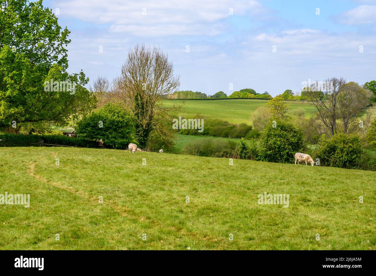 Ein paar Schafe weiden auf einem Feld in einem Land mit Weiden und Wäldern auf sanften Hügeln in der Nähe von Bilingshurst in West Sussex, England. Stockfoto