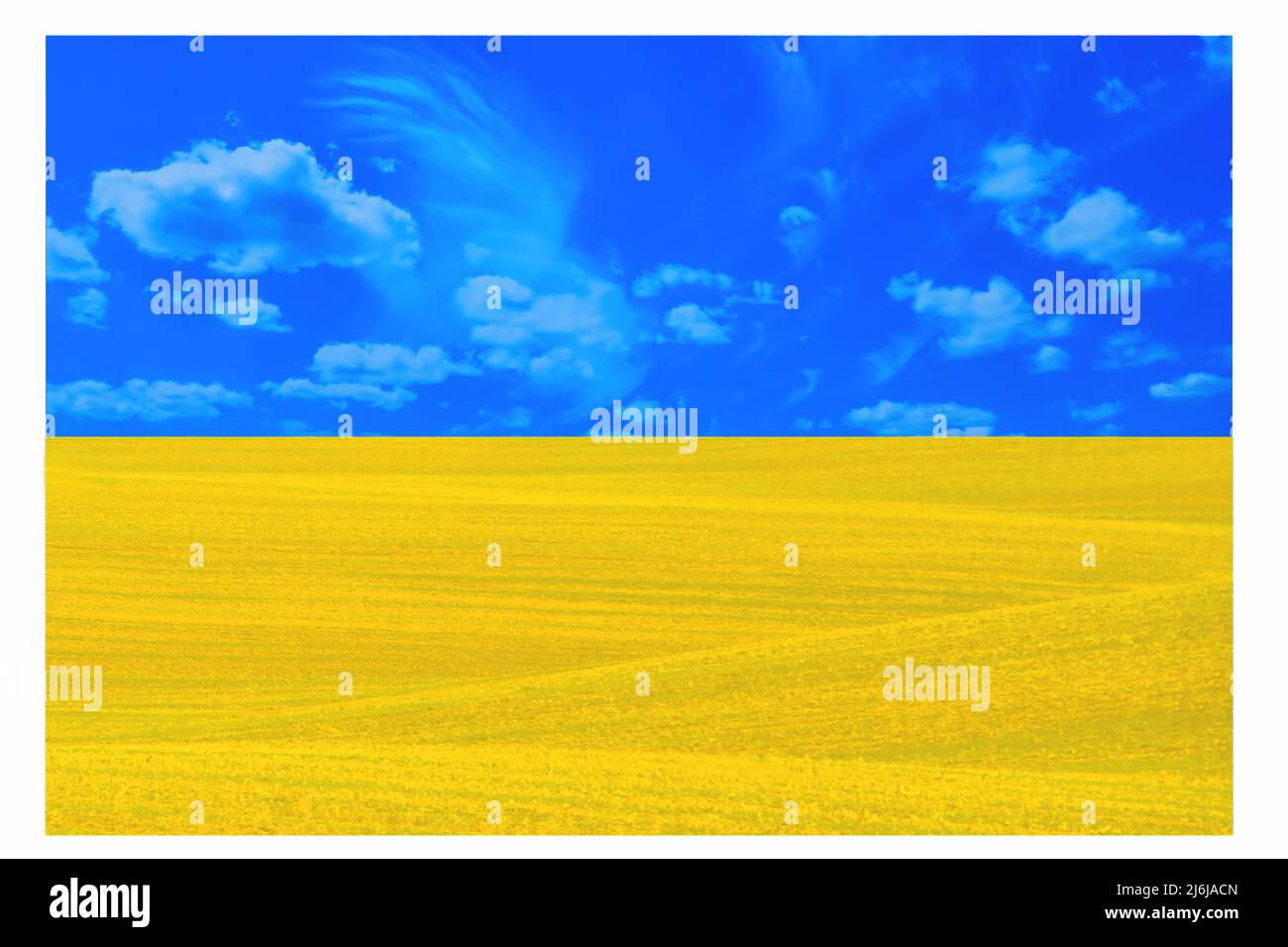 Flagge der Ukraine mit einem friedlichen blauen Himmel mit weißen Wolken und einem gesät Feld. Russlands militärische Aggression gegen die Ukraine. Krieg, kein Krieg in der Ukraine Stockfoto