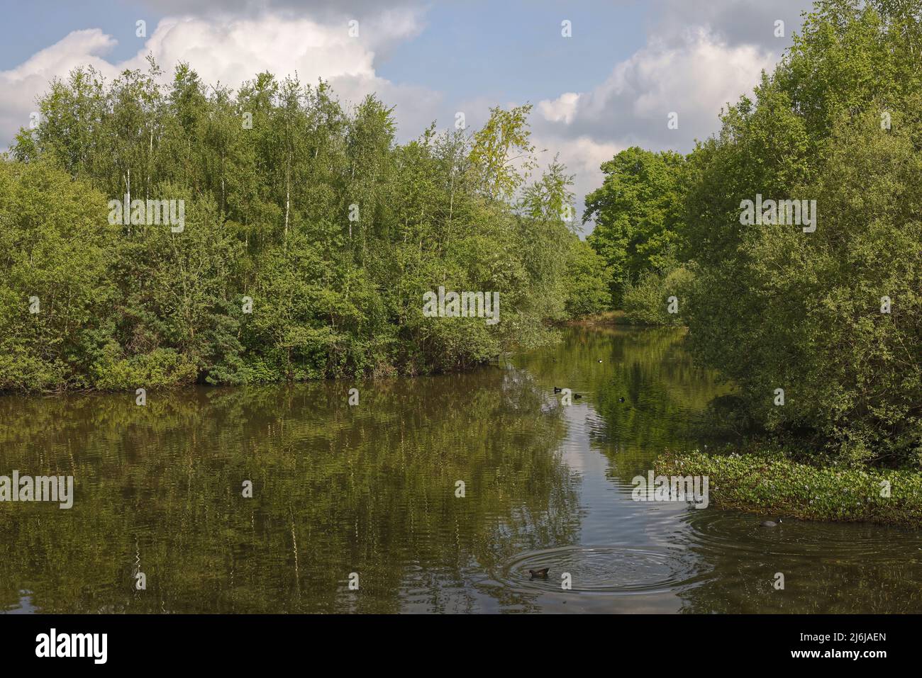 Seven Islands Pond - Mitcham Common, London, Großbritannien. Das Herz der Gemeinen und eine Oase für die Tierwelt. Stockfoto